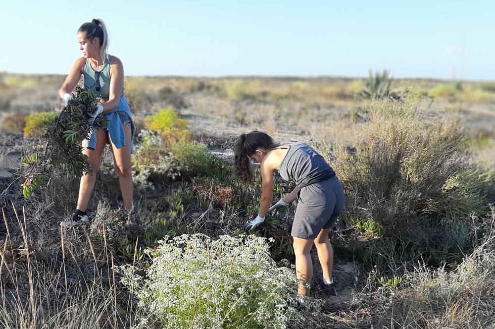 voluntárias LIFE Ilhas Barreira a remover chorão-das-praias