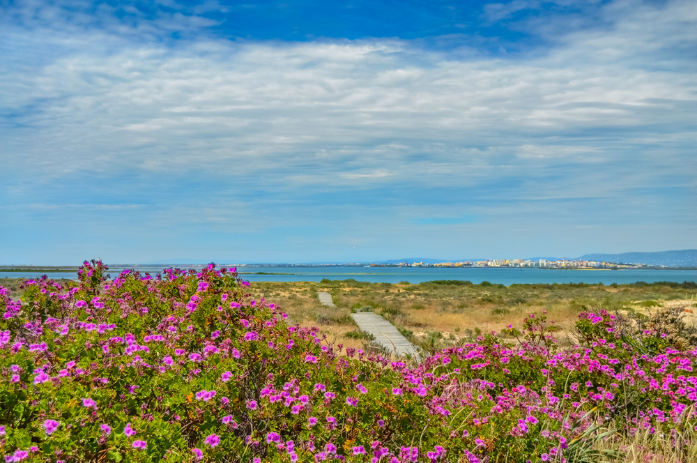 flores nativas da Ilha Deserta de Faro, com trilho pedestre ao fundo