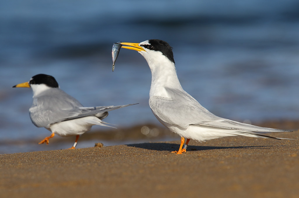 chilretas (ou andorinhas-do-mar-anãs) na praia, uma com um peixe no bico