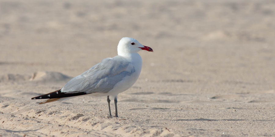 gaivota-de-audouin na praia