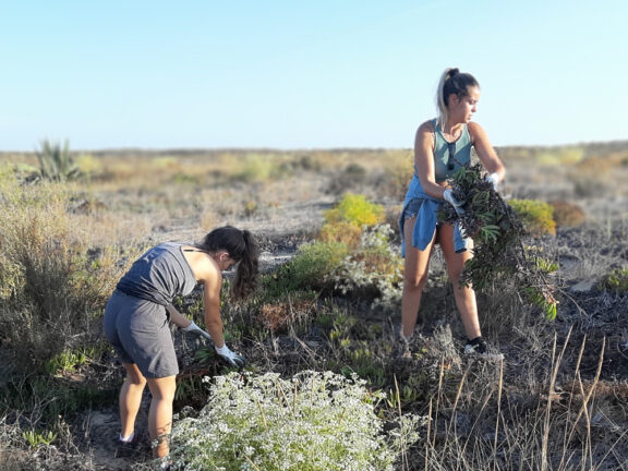 voluntários e técnicos a remover plantas invasoras