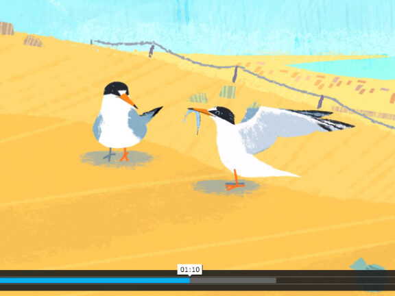 ilustração de chilreta macho a oferecer peixe à fêmea (screenshot do vídeo de animação)