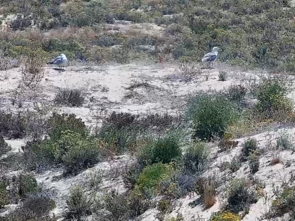 colónia de gaivotas-de-audouin na Deserta, vista pela nestcam