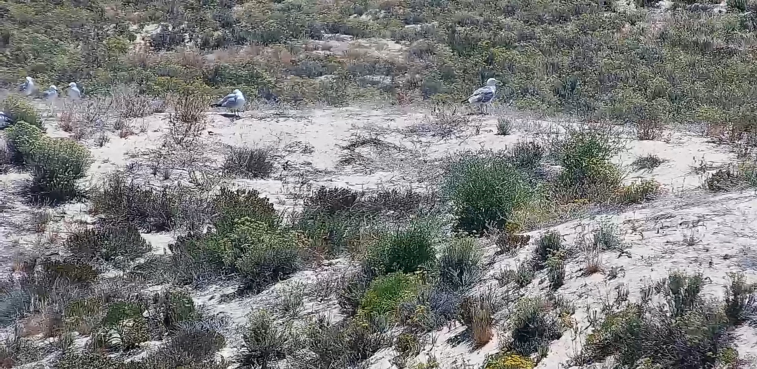 colónia de gaivotas-de-audouin na Deserta, vista pela nestcam