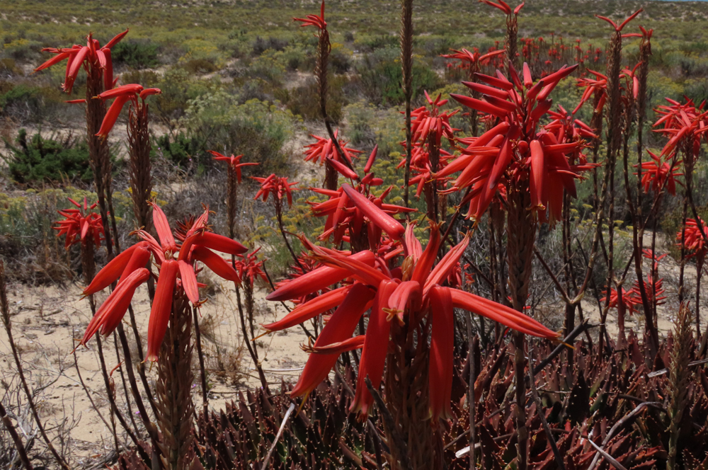 aloe maculata