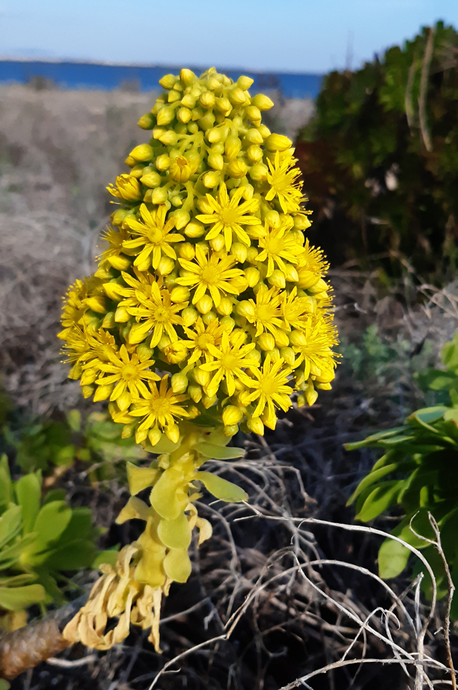 Flor de Saião, Aeonium arboreum