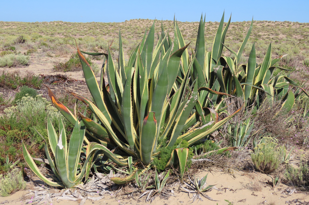Piteira ou agave, Agave americana, na Ilha Deserta