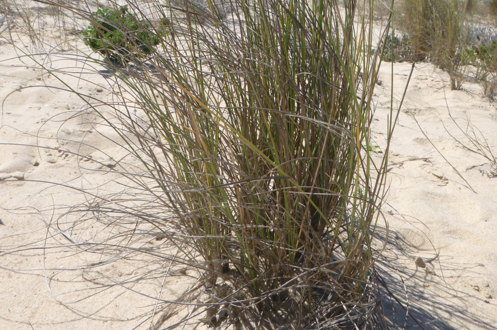 Estorno, Ammophila arenaria