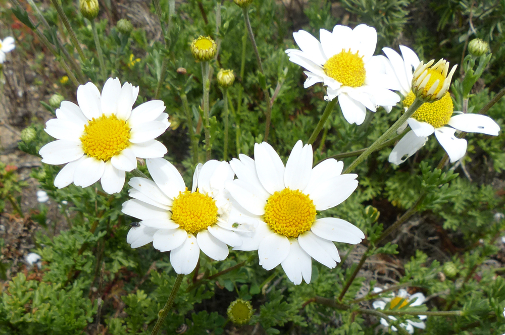 Malmequer-das-praias, Anthemis maritima