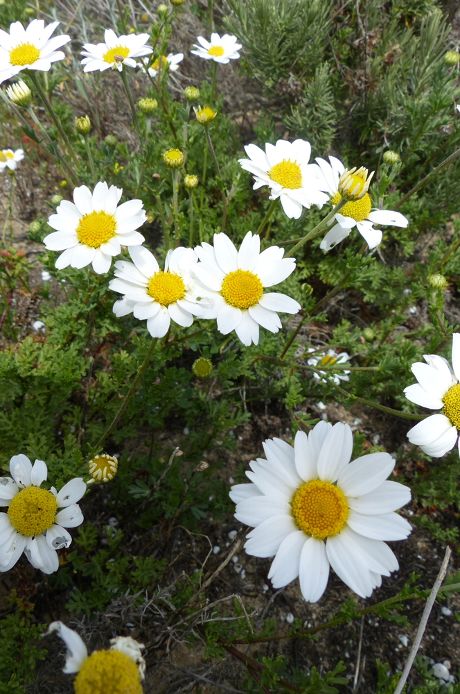 Malmequer-das-praias, Anthemis maritima