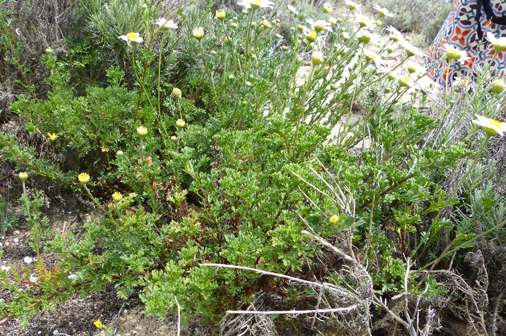 Malmequer-das-praias, Anthemis maritima
