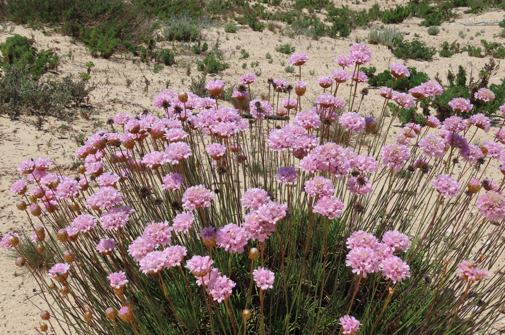 Armeria pungens