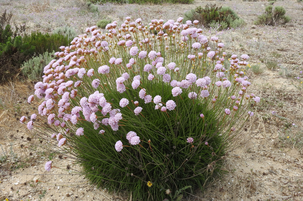 Cravo-das-areias, Armeria-pungens