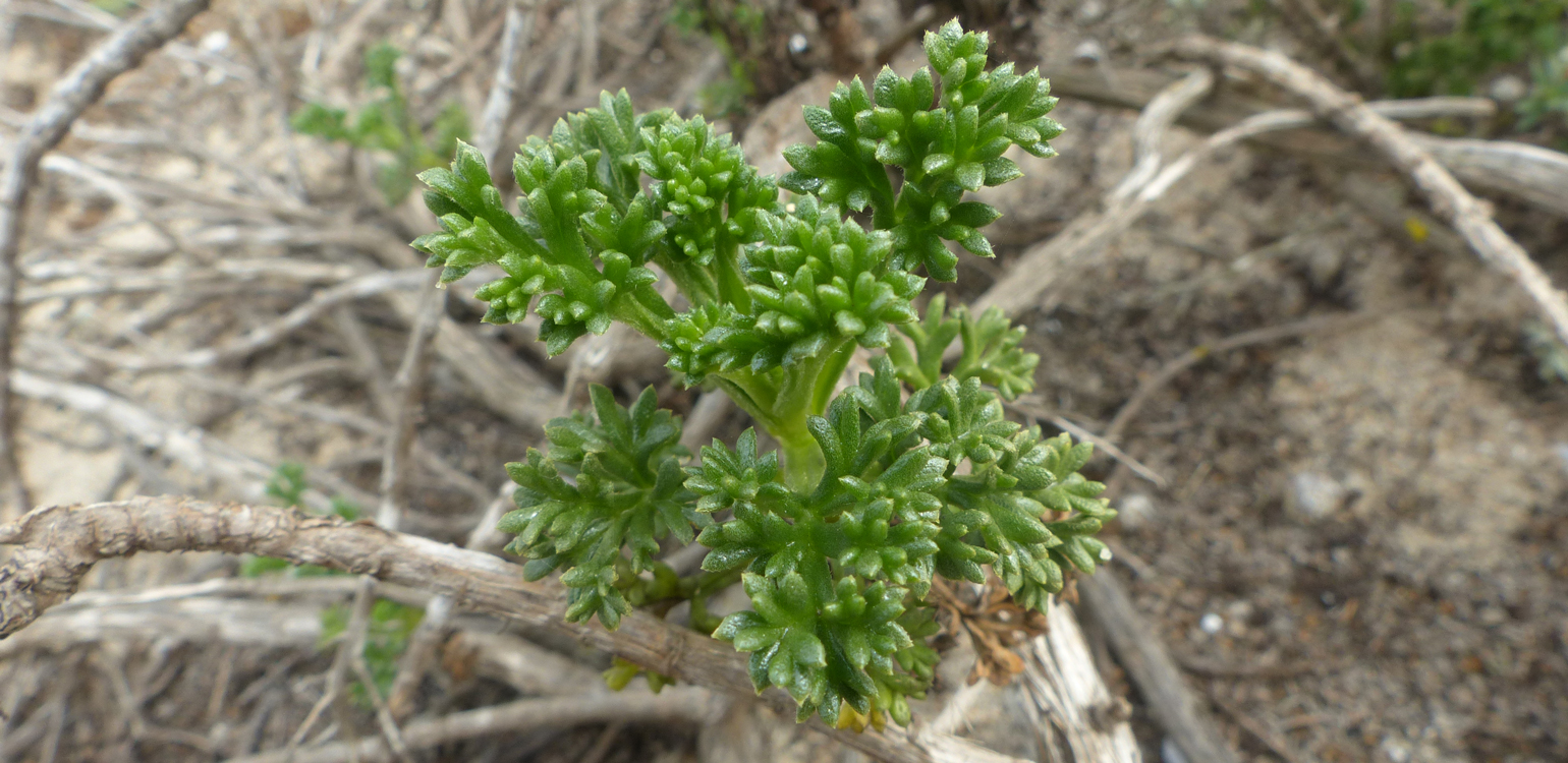 Artemisia campestris
