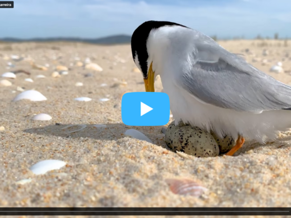 imagem do vídeo As aves das Ilhas Barreira