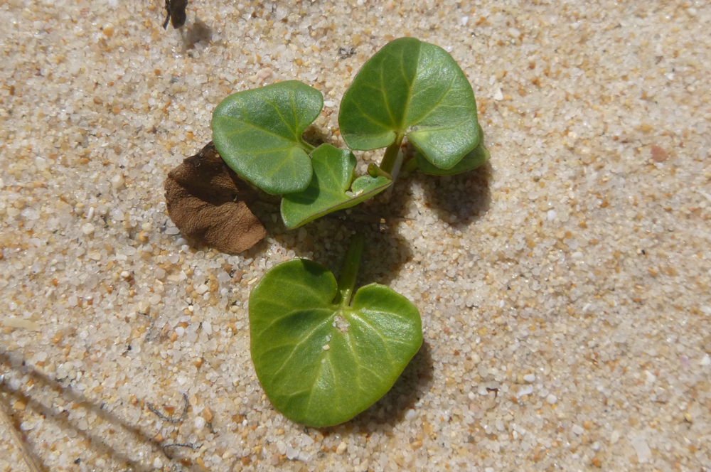 Couve-marinha, Calystegia soldanella