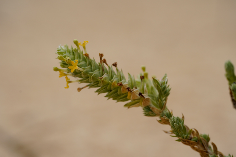 Flor de Crucianella maritima