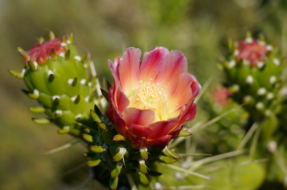 Cylindropuntia imbricata