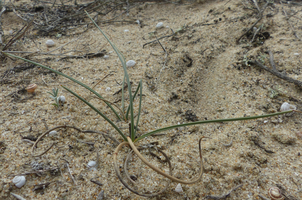 Cyperus capitatus
