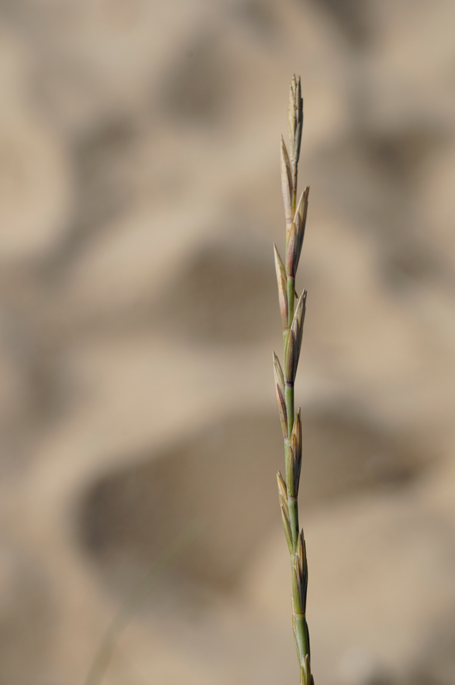 Elymus farctus