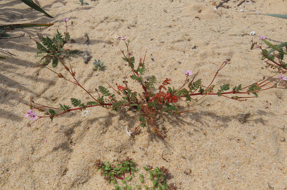 Erodium cicutarium