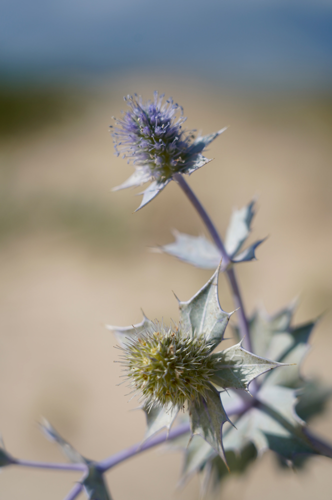 Eryngium maritimum