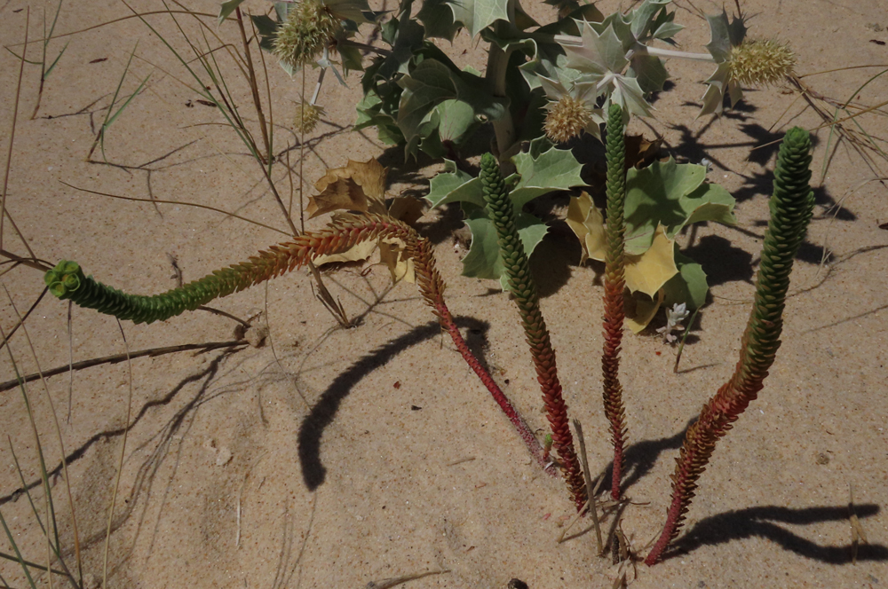 Euphorbia paralias