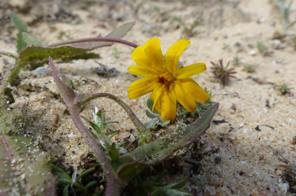 Hedypnois arenaria