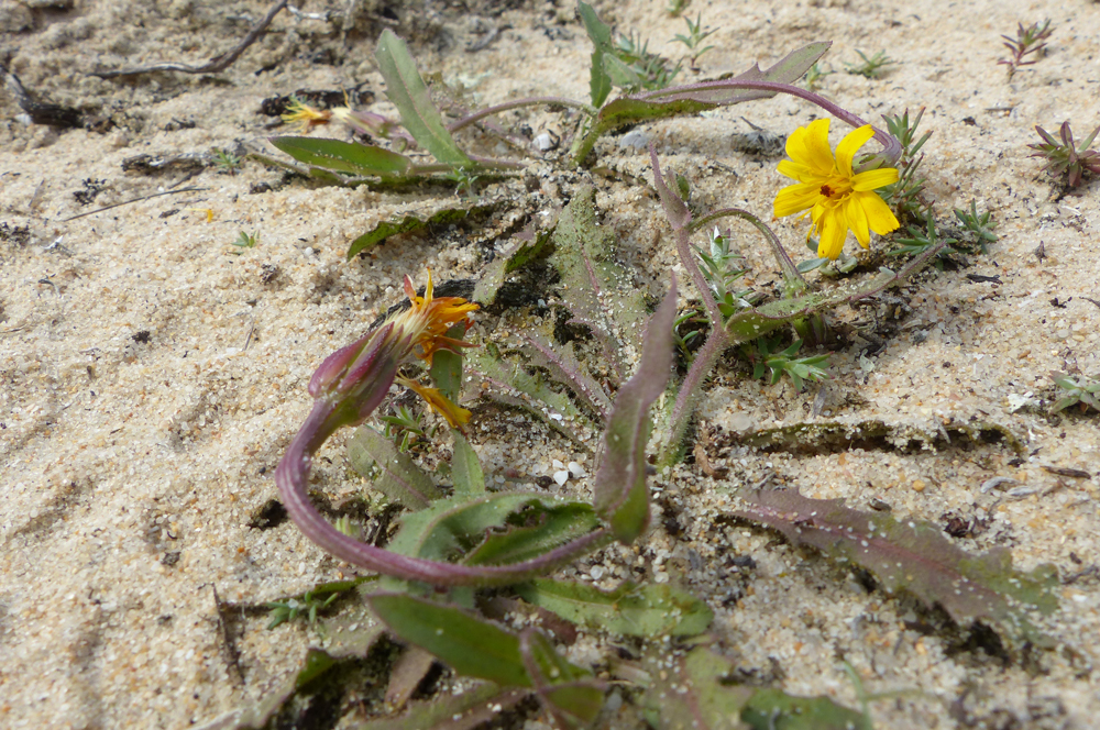 Hedypnois arenaria