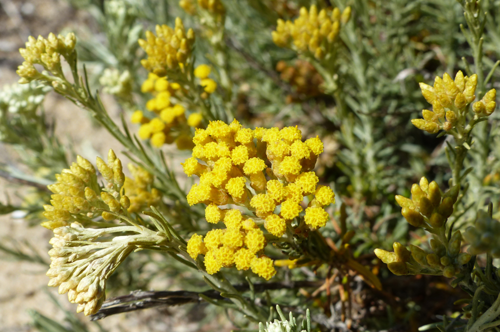 Helichrysum italicum