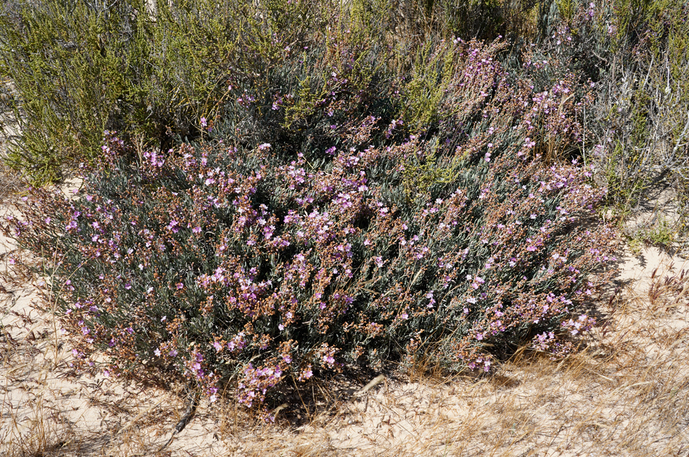 Limoniastrum monopetalum
