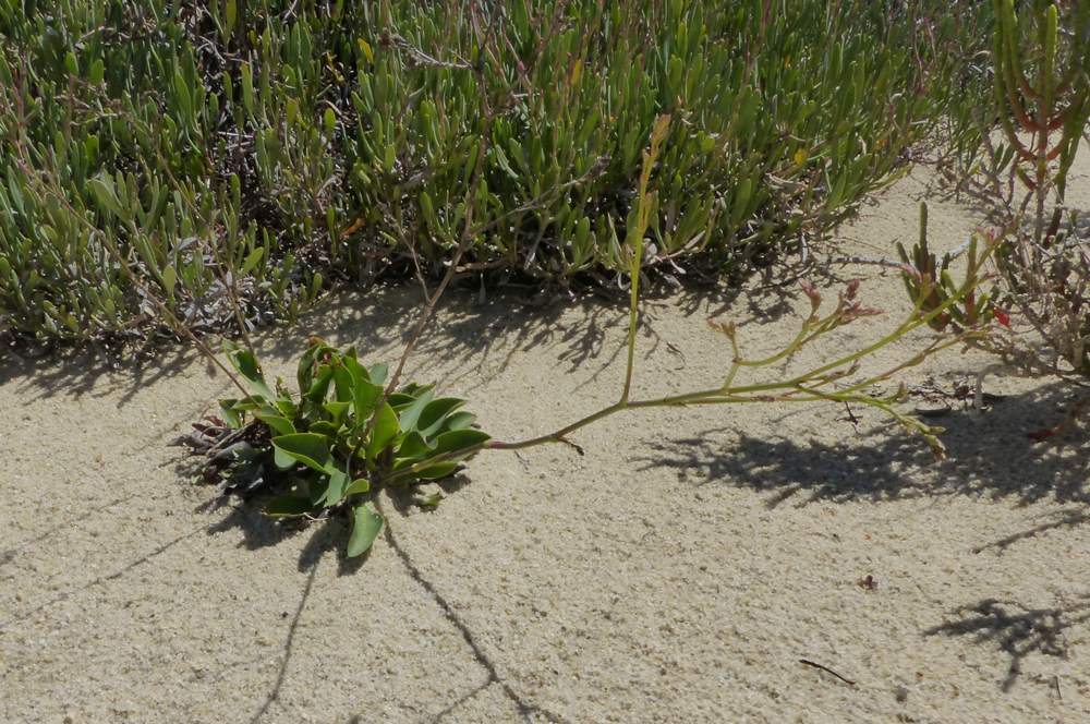 Limonium ovalifolium