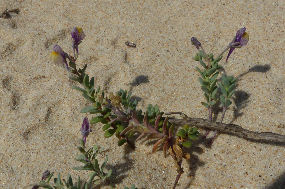 Linaria pedunculata