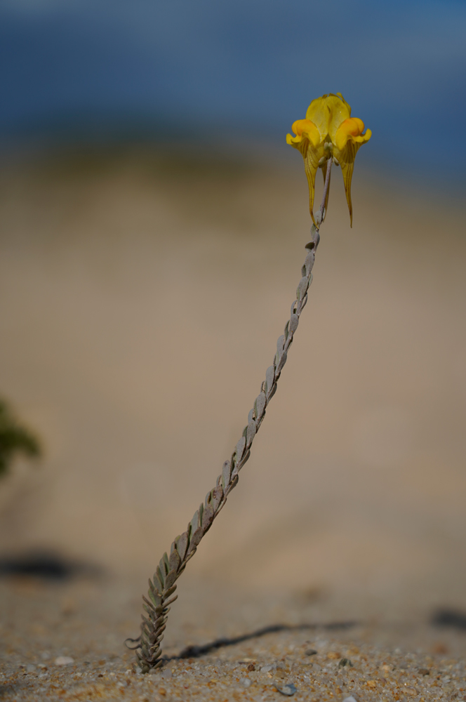 Linaria polygalifolia