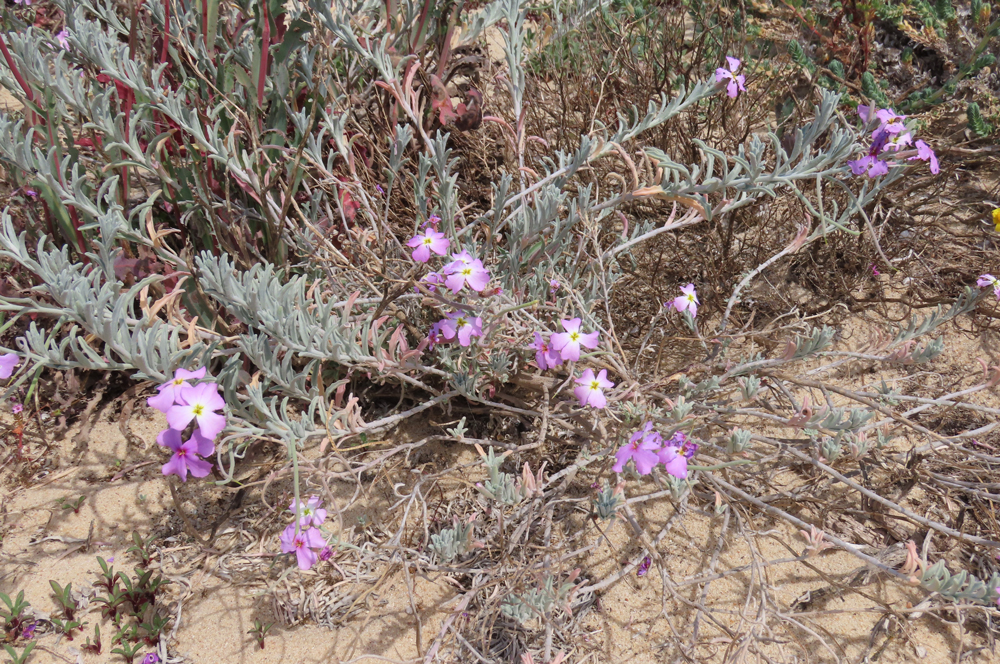 Malcolmia littorea