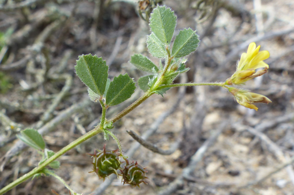 Medicago littoralis