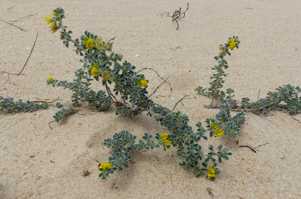 Medicago marina