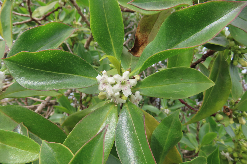 Myoporum laetum