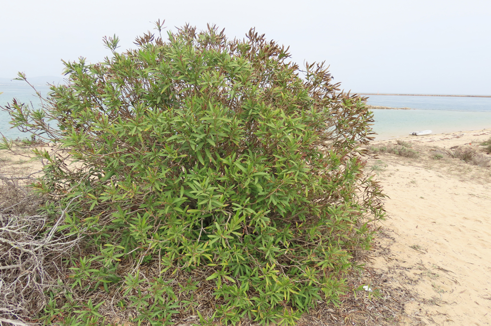 Nerium oleander