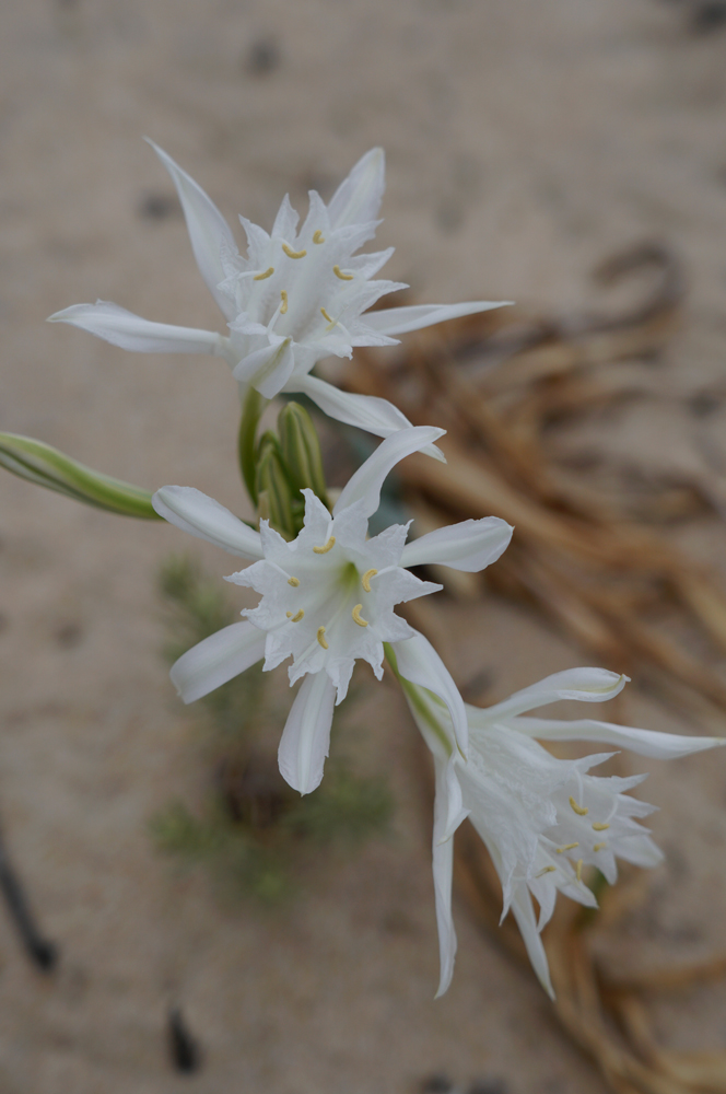 Pancratium maritimum