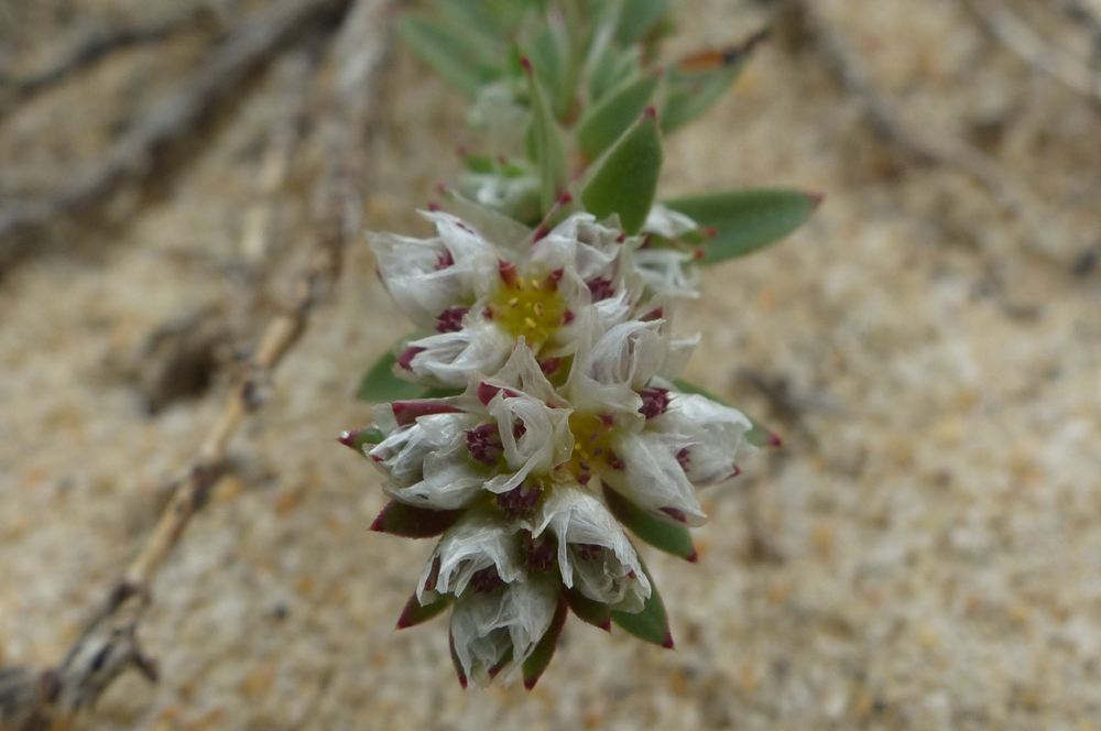 Paronychia argentea