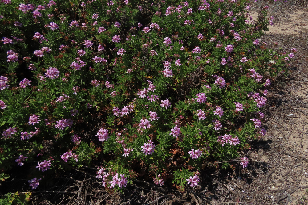 Pelargonium graveolens