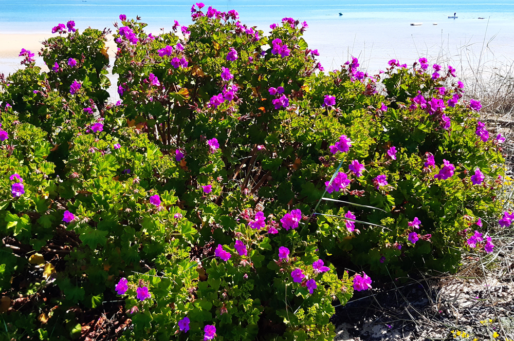 Pelargonium inquinans