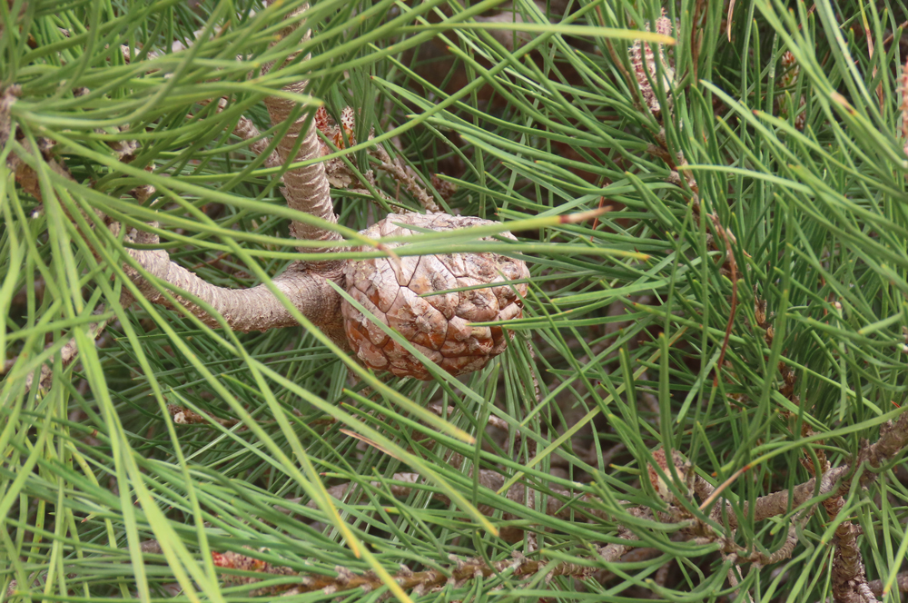Pinus pinaster