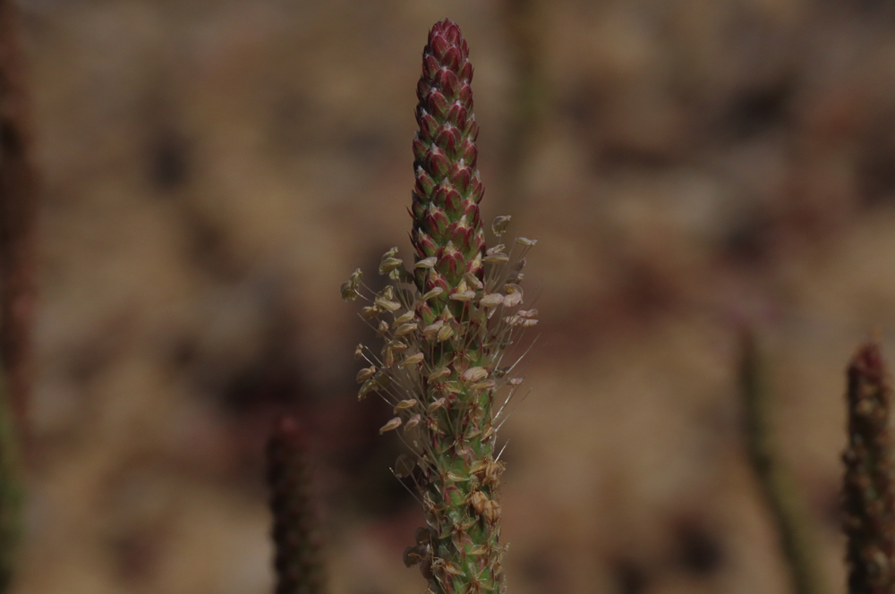 Plantago coronopus