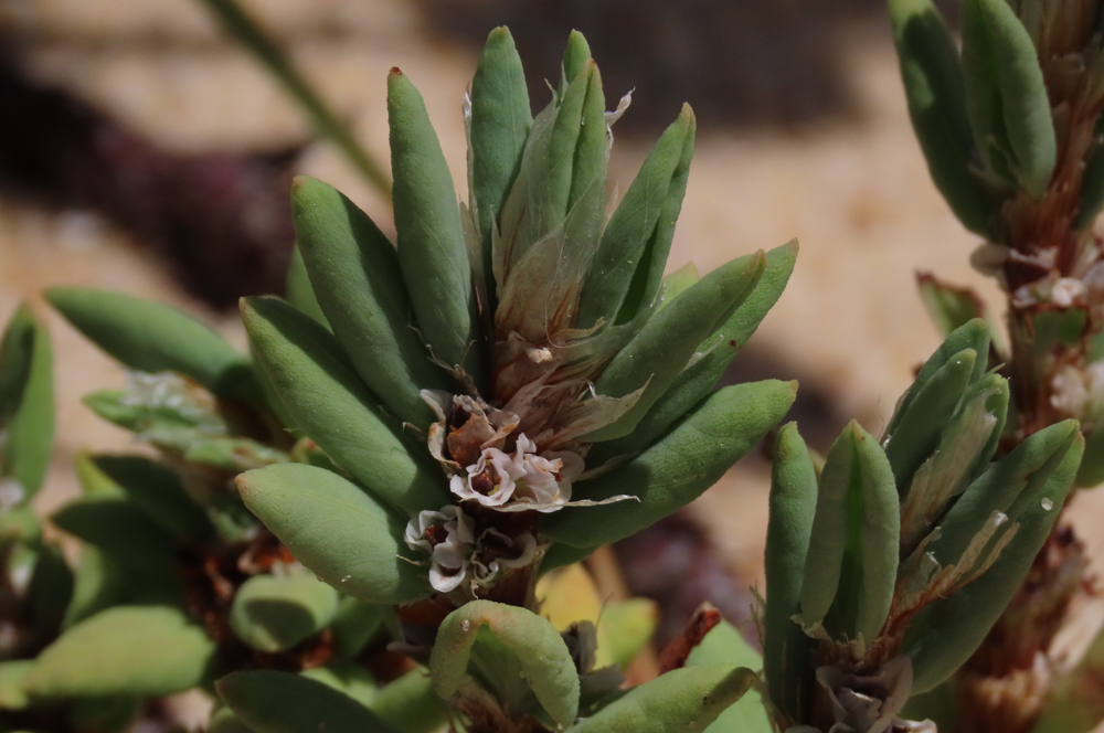 Polygonum maritimum