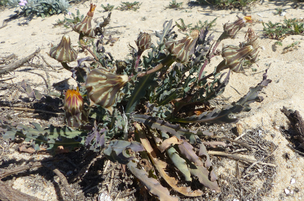 Reichardia gaditana