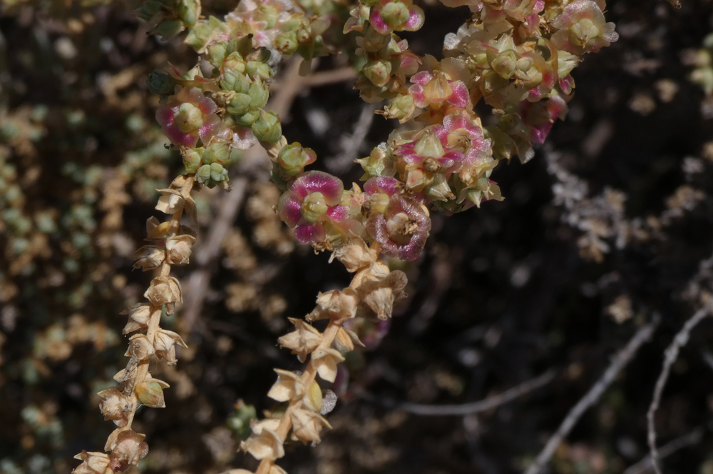 Salsola vermiculata