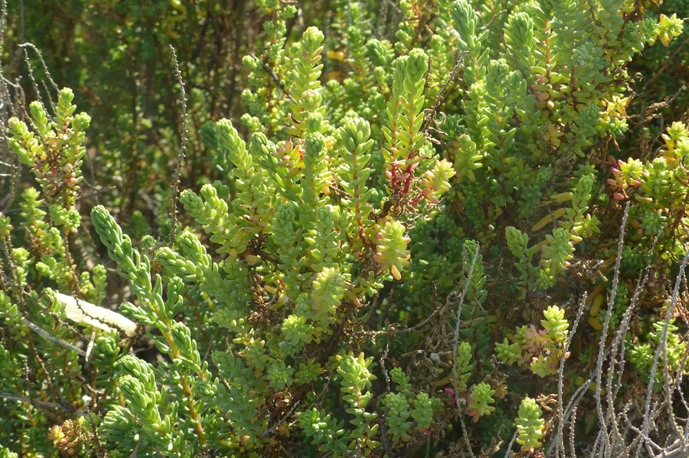 Salsola vermiculata