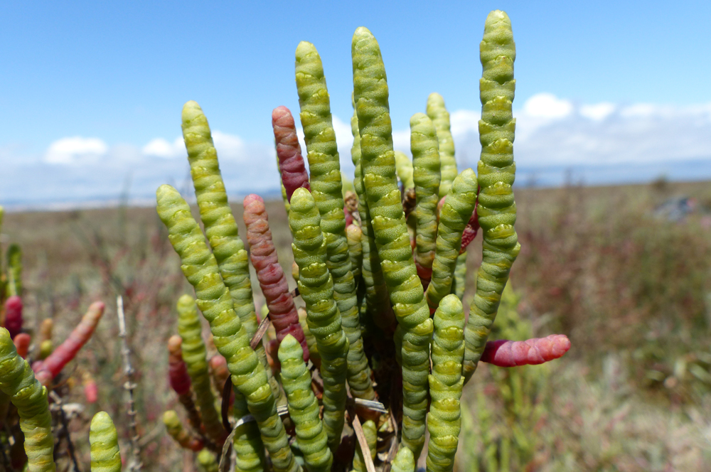 Sarcocornia fruticosa